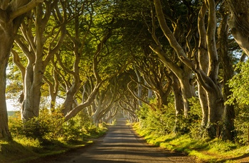 Dark Hedges i Nordirland