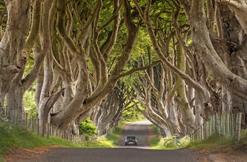 Dark Hedges, smuk vej i Nordirland