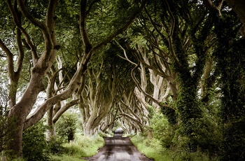 Dark Hedges