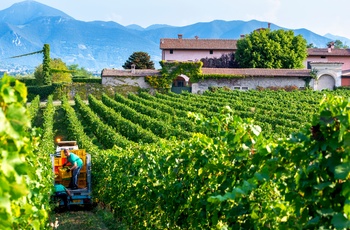Vinmark i vinområdet Franciacorta i Norditalien