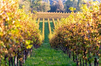 Vinområdet Franciacorta om efteråret, Norditalien