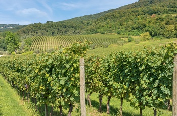 Vinmark i Valpolicella, Norditalien