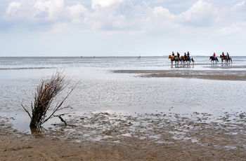 På ridetur ved vadehavet i Nordtyskland