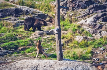 Bjørnepark i Norge