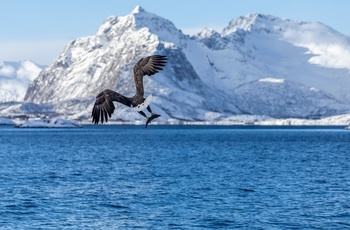 Ørn med fisk, Norge