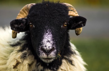 North York Moors National Park - Swaledale får