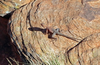 Kryb langs Larapinta Trail i Macdonnell Ranges, Northern Territory
