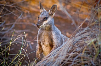 Wallaby langs Larapinta Trail i Macdonnell Ranges, Northern Territory