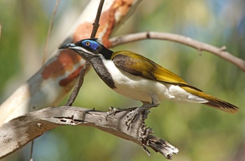 Blue face honeteater i Nitmiluk National Park, Northern Territory i Australien