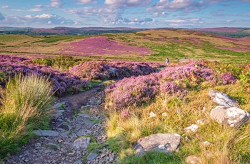 Vandresti gennem landskabet i nationalpark, Northumberland i England