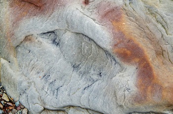 Fossil ved Joggins Fossil Cliff, Nova Scotia