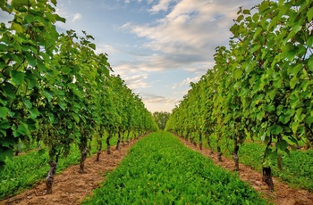 Vingården Domaine de Grand Pré´s vinmark, Nova Scotia i Canada - © Domaine de Grand Pré