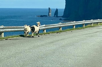 Færøerne, Streymoy, Kæmpen og Kællingen med får