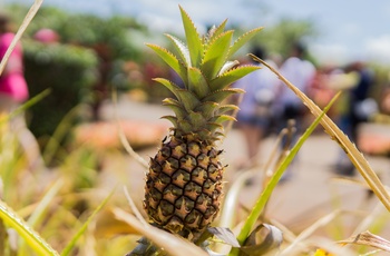 Dole Plantation - ananas plantage på Oahu - Hawaii