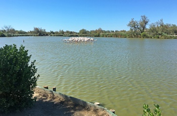 Flamingoer i Parc Ornithologique Du Pont De Gau, Occitanie i det sydvestlige Frankrig