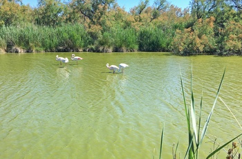 Flamingoer i Parc Ornithologique Du Pont De Gau, Occitanie i det sydvestlige Frankrig