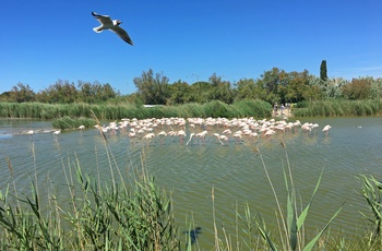 Flamingoer i Parc Ornithologique Du Pont De Gau, Occitanie i det sydvestlige Frankrig