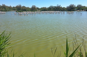 Flamingoer i Parc Ornithologique Du Pont De Gau, Occitanie i det sydvestlige Frankrig