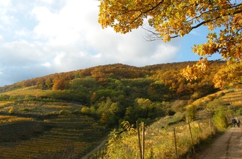 Efterår i Alsace