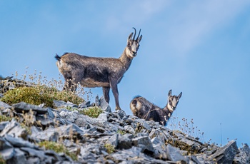 Bjerggeder i Mount Olympus National Park - Grækenland