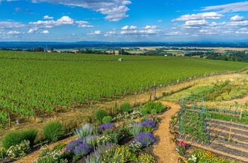 Udsigt til vinmarker i Willamette Valley i Oregon