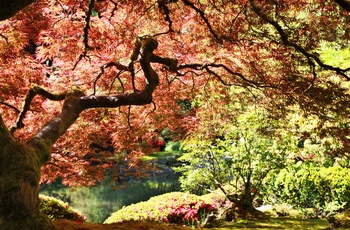 Den Japanske Have i Portland - Oregon i USA