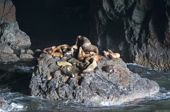 Sea Lion Caves i Oregon, USA