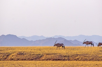 Oryxer med Naukluf-bjergene i baggrunden, Namib-Naukluft National Park i Namibia