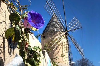 Gammel mølle i Es Jonquet kvarteret, Palma de Mallorca