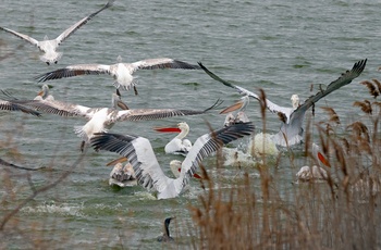 Pelikaner i Porto Lagos Lagune - Grækenland