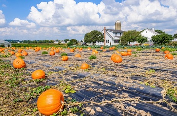 Mark med græskar i Lancaster County, Pennsylvania i USA