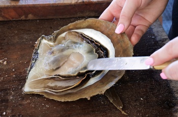 Høstning af perle på perlefarm nord for Broome - Western Australia