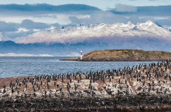 Pingviner og fyrtårn nær Ushuaia i Argentina - Patagonien