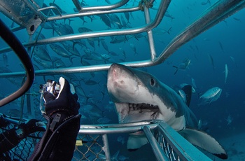 Hajdyk i bur fra Port Lincoln - South Australia