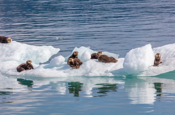 Havoddere hviler dig på drivende isflager i Prince William Sound - Alaska