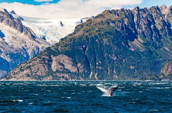 Prince William Sound tæt på kystbyen Valdez - Alaska