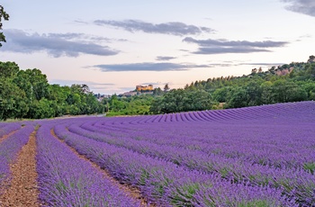 Lavendelmarker nær Greoux-les-Bains, Provence i Frankrig