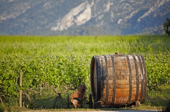 Gammel vintønde ved vinmark i Luberon-dalen, Provence i Frankrig