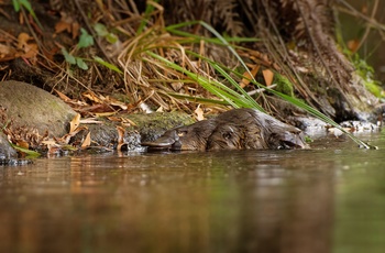 Broken River i Queensland er et af de bedste steder til at se næbdyret - Australien