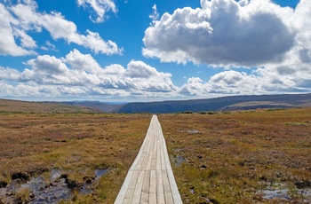 Træsti på toppen af Mount Albert i Gaspésie National Park, Quebec i Canada