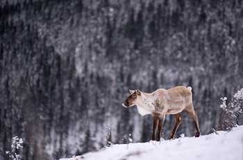 Et af rensdyrene i Gaspésie National Park, Quebec i Canada