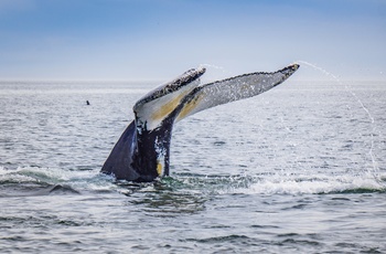 Hvalsafari fra kystbyen Tadoussac i Quebec - Canada