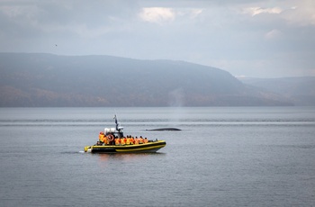 Hvalsafari fra kystbyen Tadoussac i Quebec - Canada