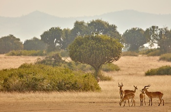 Antiloper i Queen Elizabeth National Park - Uganda