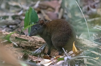 Moskusrotte-kænguru - Queensland