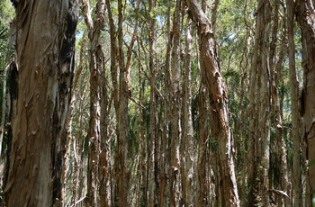 Oplev tæt Melaleuca-skov på langs Paperback Forest Walk i Queensland