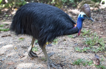 Cassowary i Cape Tribulation, Queensland i Australien