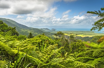 Daintree nord for Cairns i det nordlige Queensland - Australien