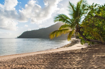 Palmer og sandstrand på Dunk Island - Queensland i Australien