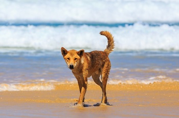 Dingo på Fraser Island, Queensland i Australien - ”Copyright – Tourism and Events Queensland”